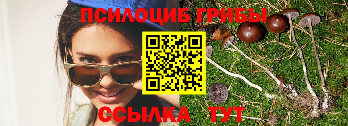 Псилоцибиновые грибы Psilocybe Чистополь